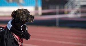 성남FC가 팀의 새로운 마스코트를 발표했다